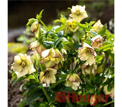 Helleborus SP 'Anja Oudolf' -R-