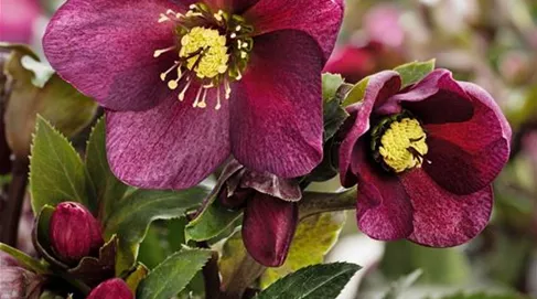 Helleborus HGC ® Ice N' Roses®'Red' .jpg