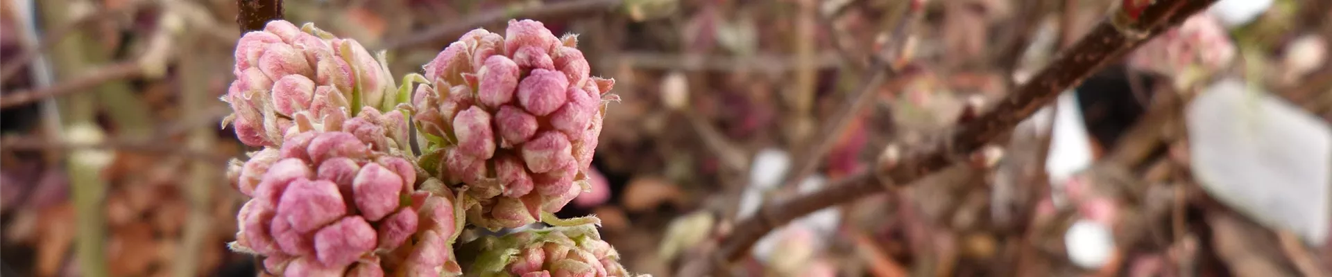 Stoecker Stauden_ Viburnum bodnantense 'Dawn'-0-880-4000-857 Stoecker Stauden_ Viburnum bodnantense 'Dawn'-0-880-4000-857