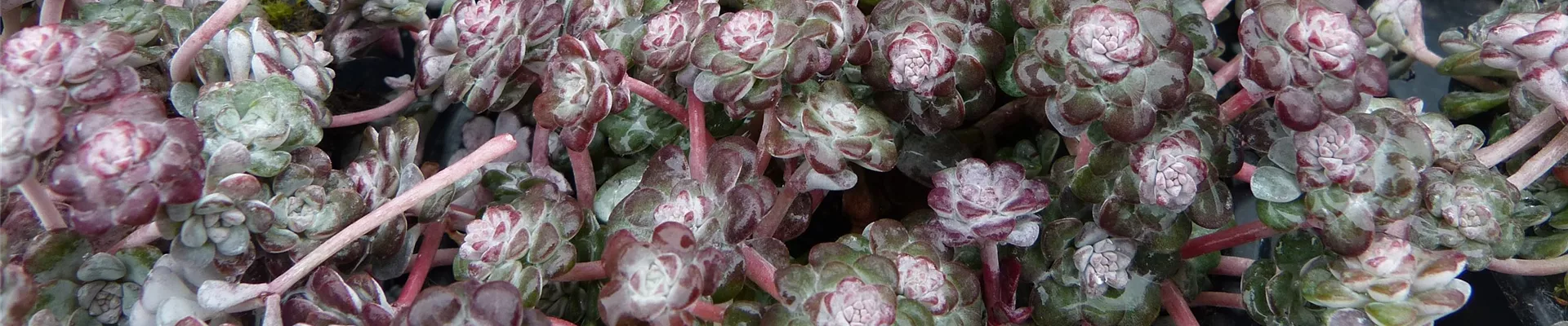 Stoecker Stauden_Sedum spathulifolium 'Cape Blanco'-0-1366-4000-857 Stoecker Stauden_Sedum spathulifolium 'Cape Blanco'-0-1366-4000-857