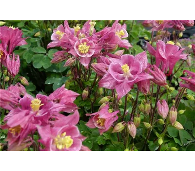 Aquilegia vulgaris 'Winky Rose-Rose'