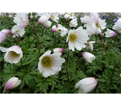 Anemone blanda 'White Splendour' Anemone blanda 'White Splendour'