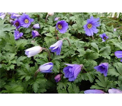 Anemone blanda 'Blue Shades' Anemone blanda 'Blue Shades'