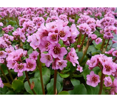 Bergenia Hybr.'Rosenkristall' Bergenia Hybr.'Rosenkristall'