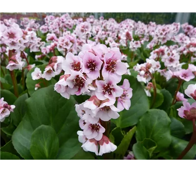 Bergenia Hybr.'Harzkristall' Bergenia Hybr.'Harzkristall'