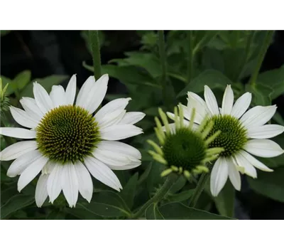 Echinacea Hybr. 'KISMET White' -R- Echinacea Hybr. 'KISMET White' -R-