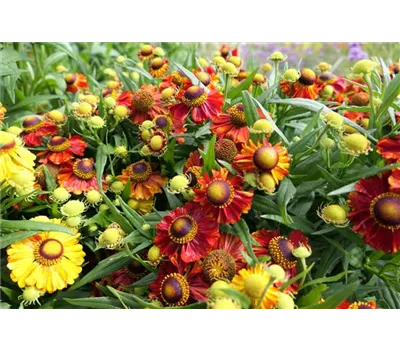 Helenium Hybr.'Helias Bronze' Helenium Hybr.'Helias Bronze'
