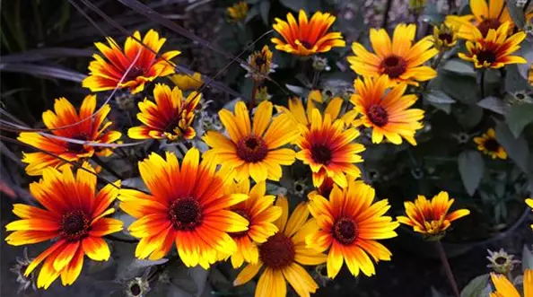 Stoecker Stauden_Heliopsis helianthoides 'Sole Scuro'.JPG