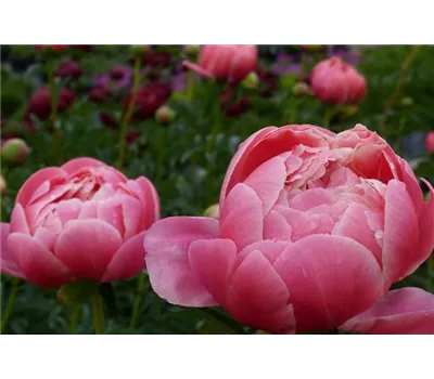Paeonia Lactif.-Hybr. 'Coral Charm'