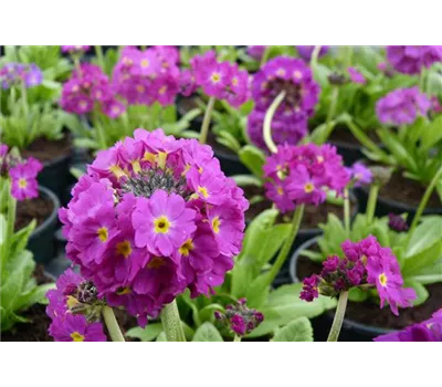 Primula denticulata 'Rubin' Primula denticulata 'Rubin'