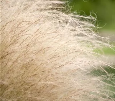 Stipa tenuissima 'Ponytails'