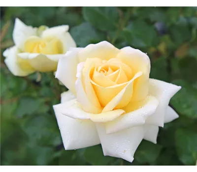 Rose 'Ambiente' -R- Rose 'Ambiente' -R-