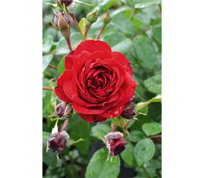 Rose 'Belkanto' -R- Rose 'Belkanto' -R-