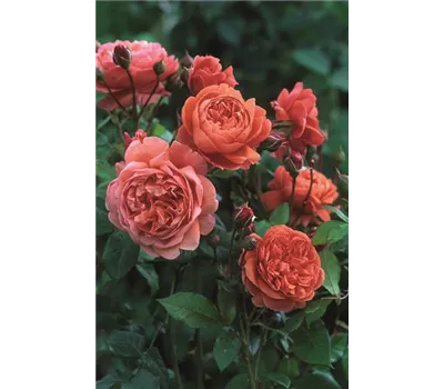 Rose 'Summer Song' -R-