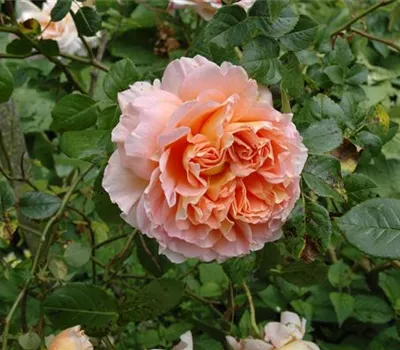 Rose 'Lady Emma Hamilton' -R- Rose 'Lady Emma Hamilton' -R-