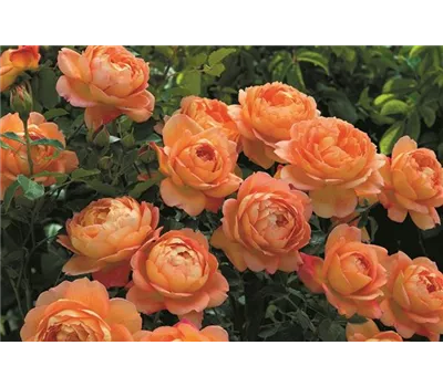 Rose 'Lady of Shalott' -R- Rose 'Lady of Shalott' -R-