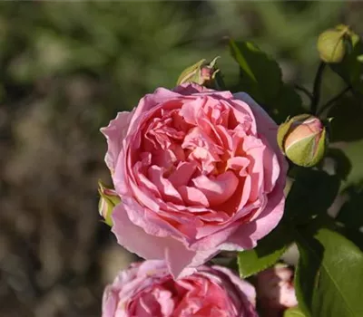 Rose 'Boscobel' -R- Rose 'Boscobel' -R-