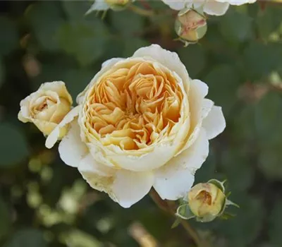 Rose 'Crown Princess Margareta' -R- Rose 'Crown Princess Margareta' -R-