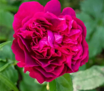 Rose 'Darcey Bussell' -R- Rose 'Darcey Bussell' -R-