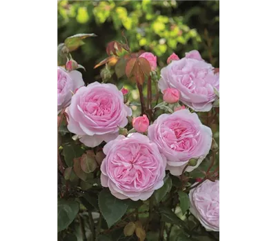 Rose 'Olivia Rose Austin' -R-