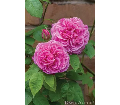 Rose 'Gertrude Jekyll' -R- Rose 'Gertrude Jekyll' -R-