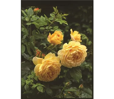 Rose 'Golden Celebration' -R- Rose 'Golden Celebration' -R-