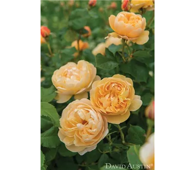 Rose 'Roald Dahl' -R-