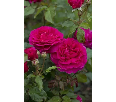 Rose 'Gabriel Oak' -R- Rose 'Gabriel Oak' -R-