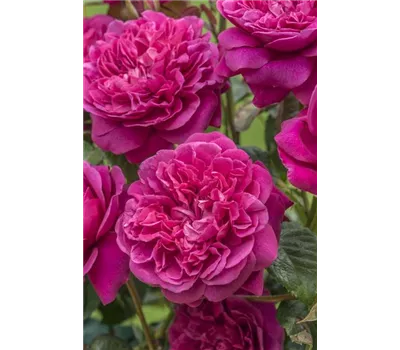 Rose 'James L. Austin' -R- Rose 'James L. Austin' -R-