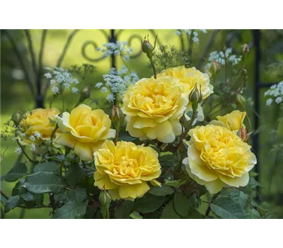 Rose 'The Poet's Wife' -R-