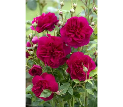 Rose 'Thomas à Beckett' -R-