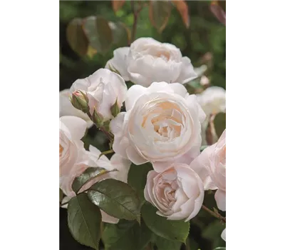 Rose 'Desdemona' -R- Rose 'Desdemona' -R-