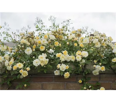 Rose 'Malvern Hills' -R- Rose 'Malvern Hills' -R-