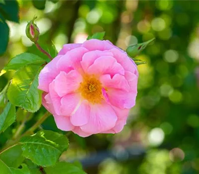 Rose canina Rose canina