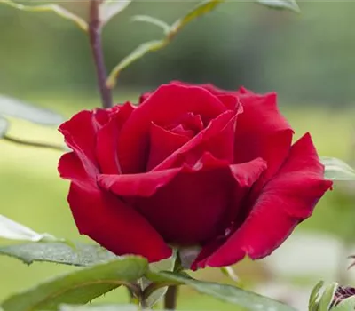 Rose 'Barkarole' -R- Rose 'Barkarole' -R-