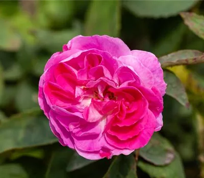 Rose centifolia muscosa Rose centifolia muscosa