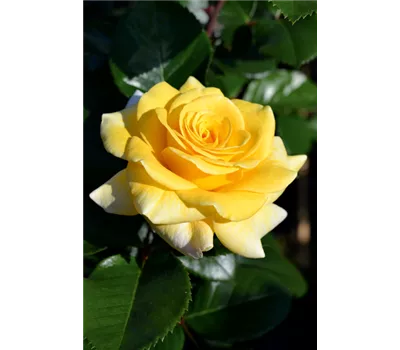 Rose 'Cassini' -R- Rose 'Cassini' -R-
