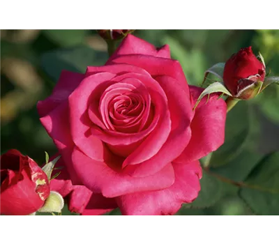 Rose 'Charisma' -R- Rose 'Charisma' -R-