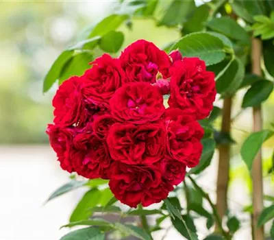 Rose 'Chevy Chase' Rose 'Chevy Chase'