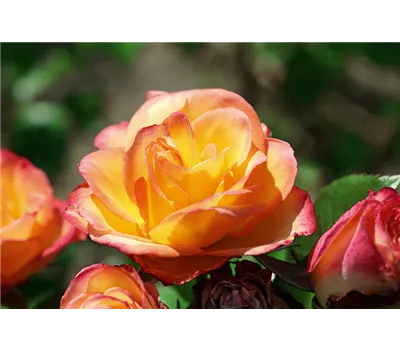Rose 'Comedy' -R- Rose 'Comedy' -R-