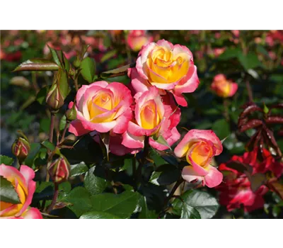 Rose 'Euphoria' -R Rose 'Euphoria' -R