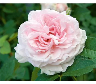 Rose 'Graciosa' -R- Rose 'Graciosa' -R-