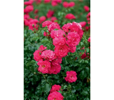 Rose 'Heidetraum' -R- Rose 'Heidetraum' -R-