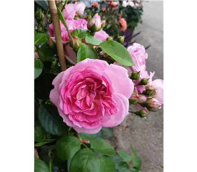 Rose 'Jasmina' -R- Rose 'Jasmina' -R-