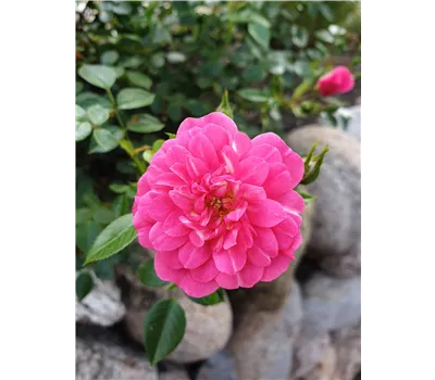 Rose 'Knirps' -R- Rose 'Knirps' -R-