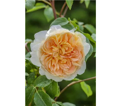 Rose 'Bathsheba' -R- Rose 'Bathsheba' -R-