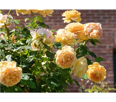 Rose 'Abraham Darby' -R- Rose 'Abraham Darby' -R-
