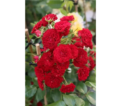 Rose 'Crimson Siluetta' -R- Rose 'Crimson Siluetta' -R-