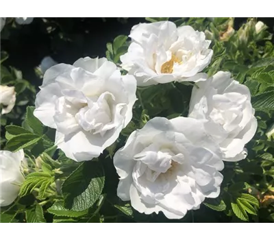 Rose 'Frozen Roadrunner' -R- Rose 'Frozen Roadrunner' -R-