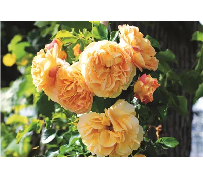 Rose 'Lizzy' -R- Rose 'Lizzy' -R-